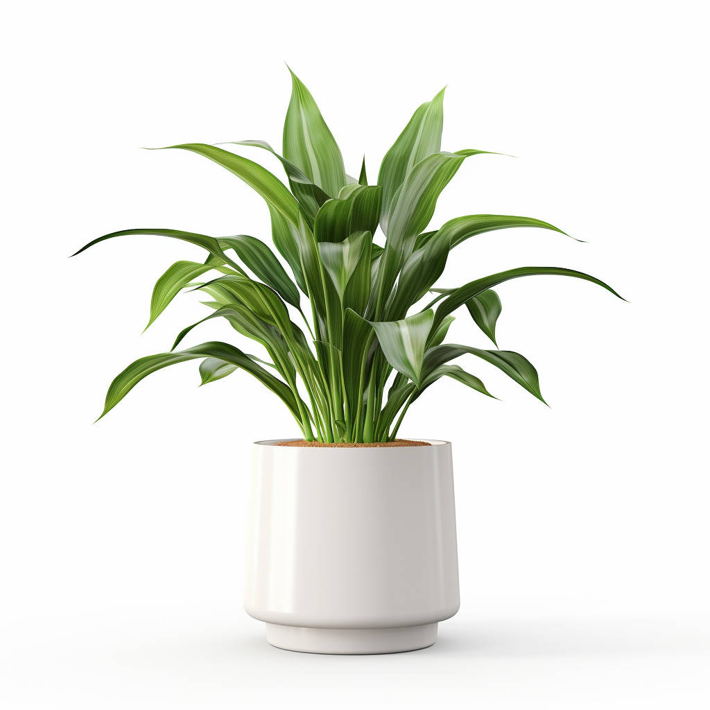 A vibrant green plant with long, pointed leaves growing in a white pot against a white background. Aspidistra elatior. Houseplants for low light conditions